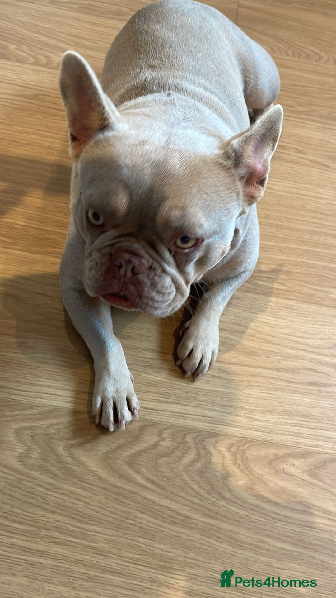 French Bulldog dogs for sale: Adult French Bulldogs  - Image 11