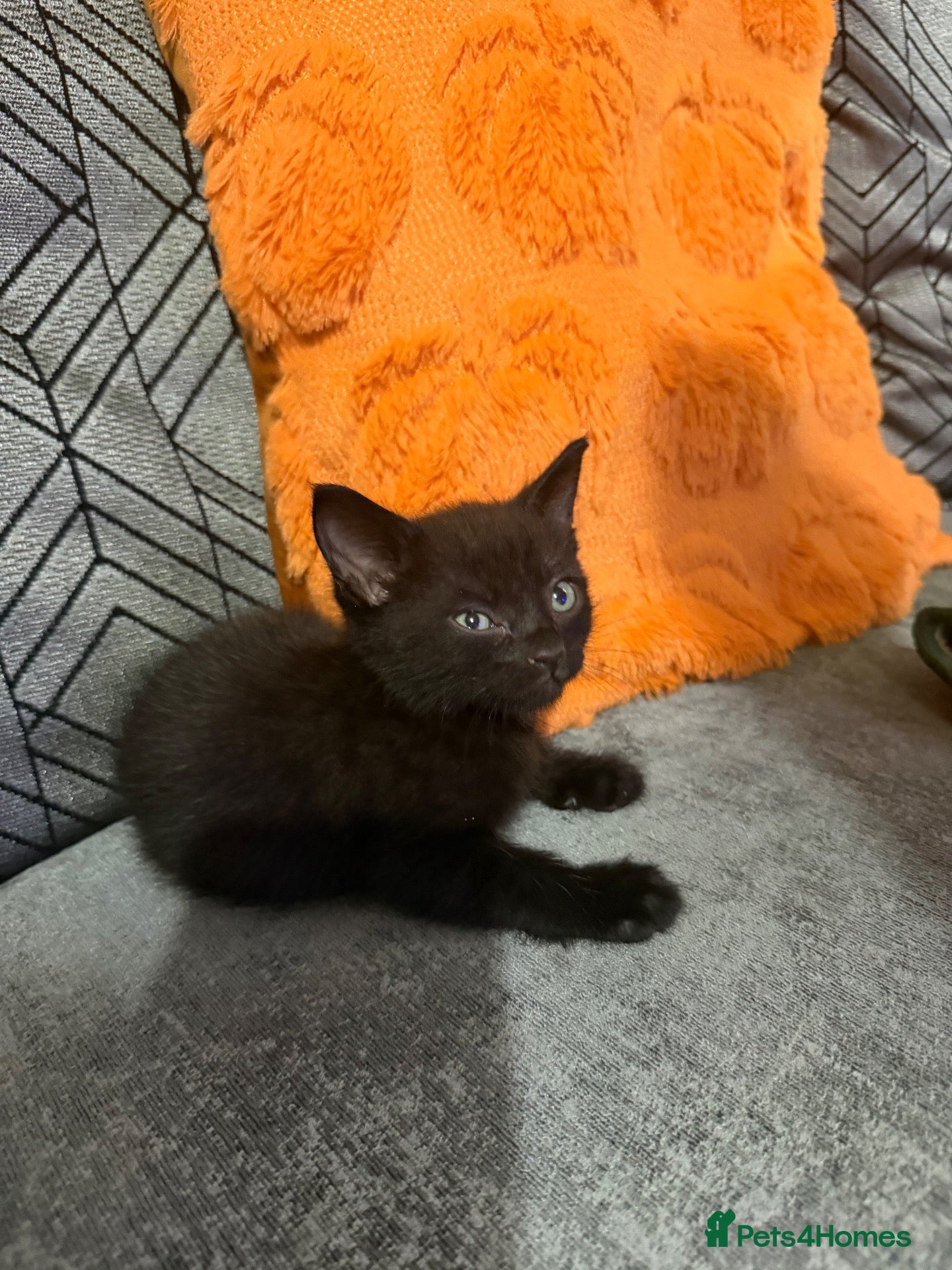 Mixed Breed cats Beautiful kitten🩷 - Advert 10