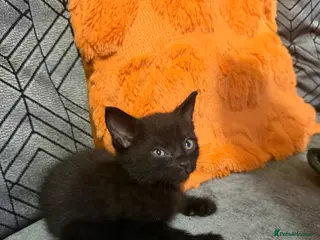 Mixed Breed cats Beautiful kitten🩷 - Advert 3