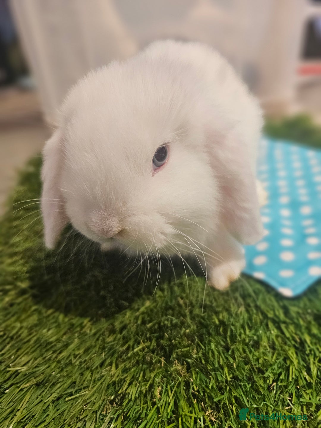 Mini Lop rabbits for sale: Pure Mini Lop Babies  - Advert 4
