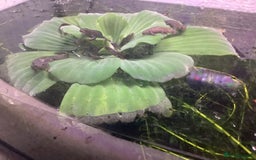 Newt reptiles for sale: Alpine newts for sale - Image 1