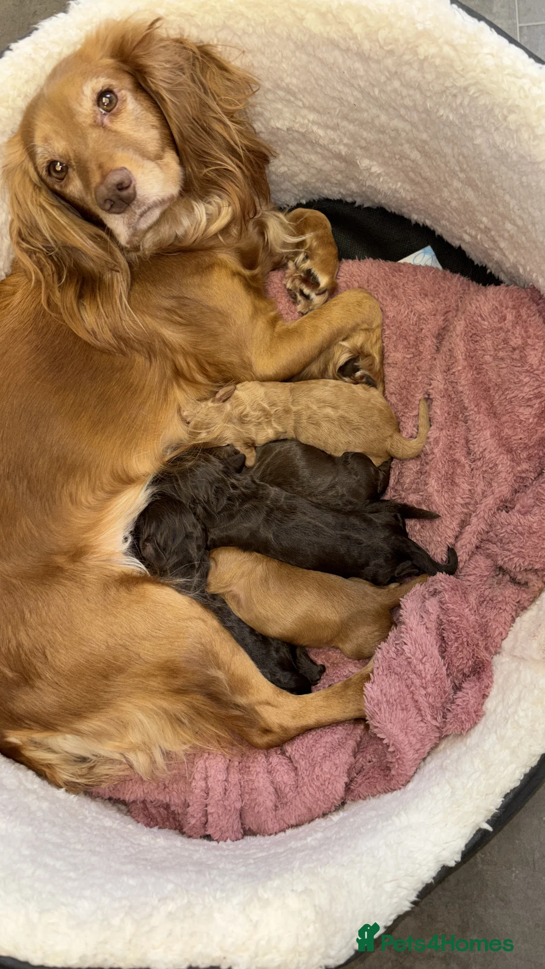 Cocker Spaniel dogs for sale: 4 working cocker spaniel males  - Advert 13