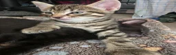 Mixed Breed cats for sale: 3 beautiful 1/4 siamese kittens ready now x - Advert 10