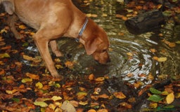 Labrador Retriever dogs for stud: 3 year old Fox Red Labrador Stud KC Registered  in Henley-on-Thames - Image 3