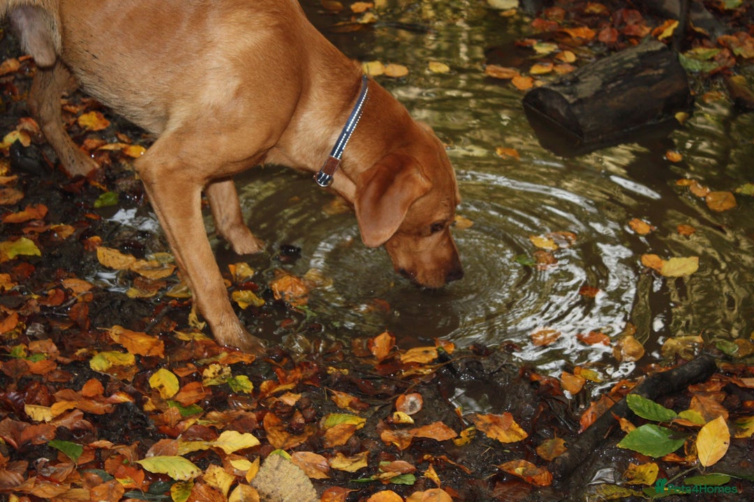Labrador Retriever dogs for stud: 3 year old Fox Red Labrador Stud KC Registered  in Henley-on-Thames - Image 3