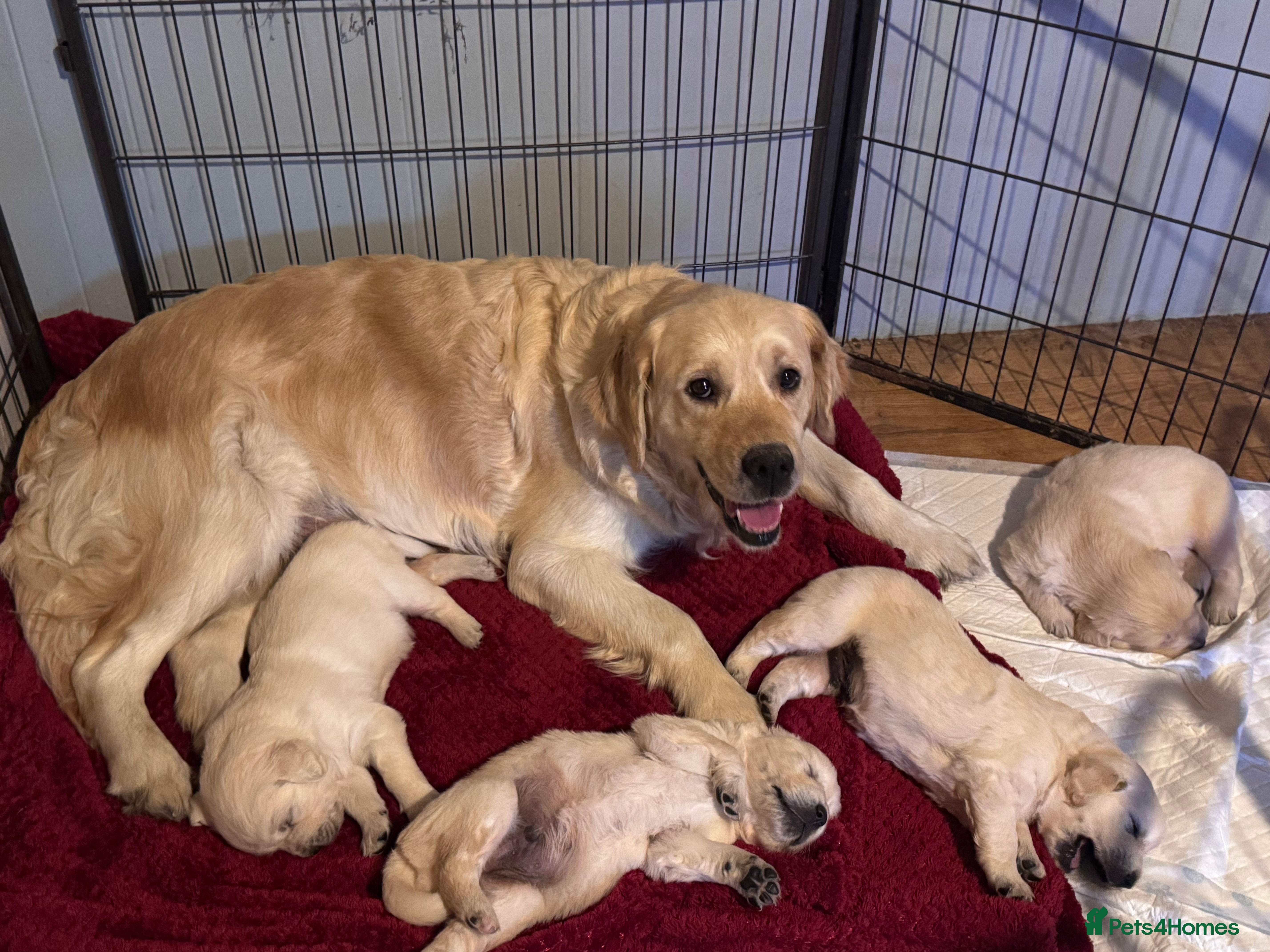 Golden Retriever dogs Beautiful and fluffy Golden Retriever puppies - Advert 1