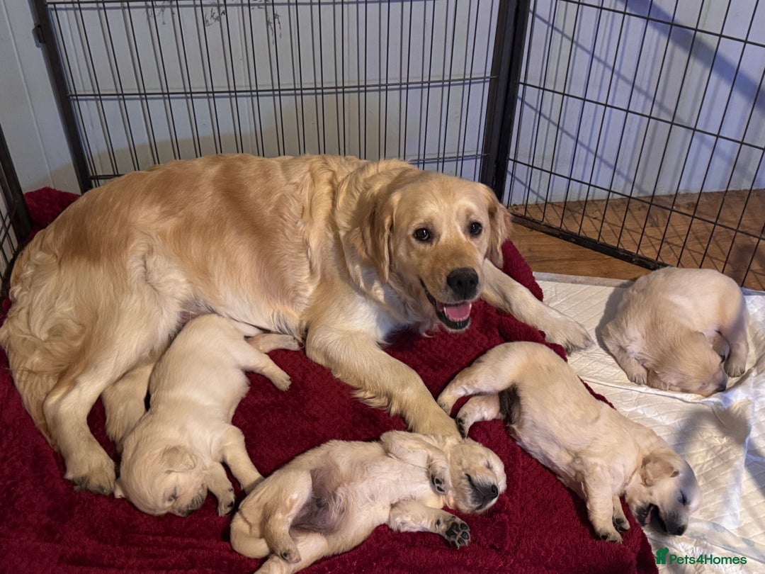 Golden Retriever dogs for sale: Beautiful and fluffy Golden Retriever puppies - Advert 2