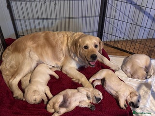 Golden Retriever dogs Beautiful and fluffy Golden Retriever puppies - Advert 1