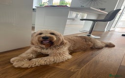 Goldendoodle dogs for sale: Multigenerational Puppies Licensed and Tested  - Image 19