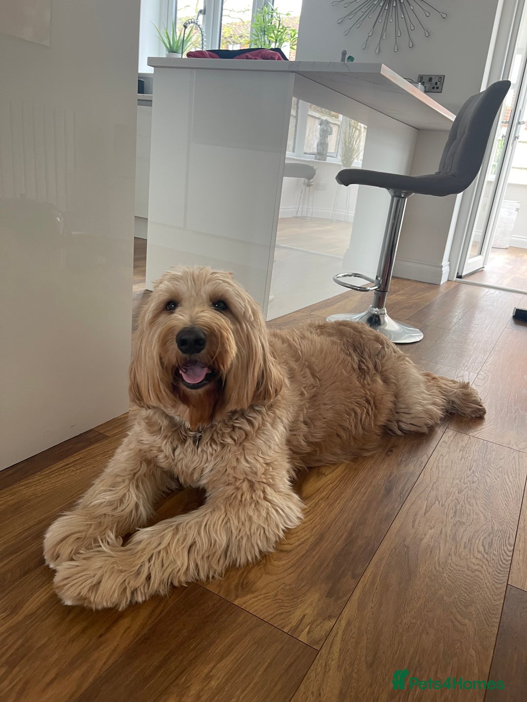 Goldendoodle dogs for sale: Multigenerational Puppies Licensed and Tested  - Image 19