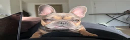French Bulldog dogs for sale:  Beautiful French Bulldog (Daisy) ❤️ - Advert 9