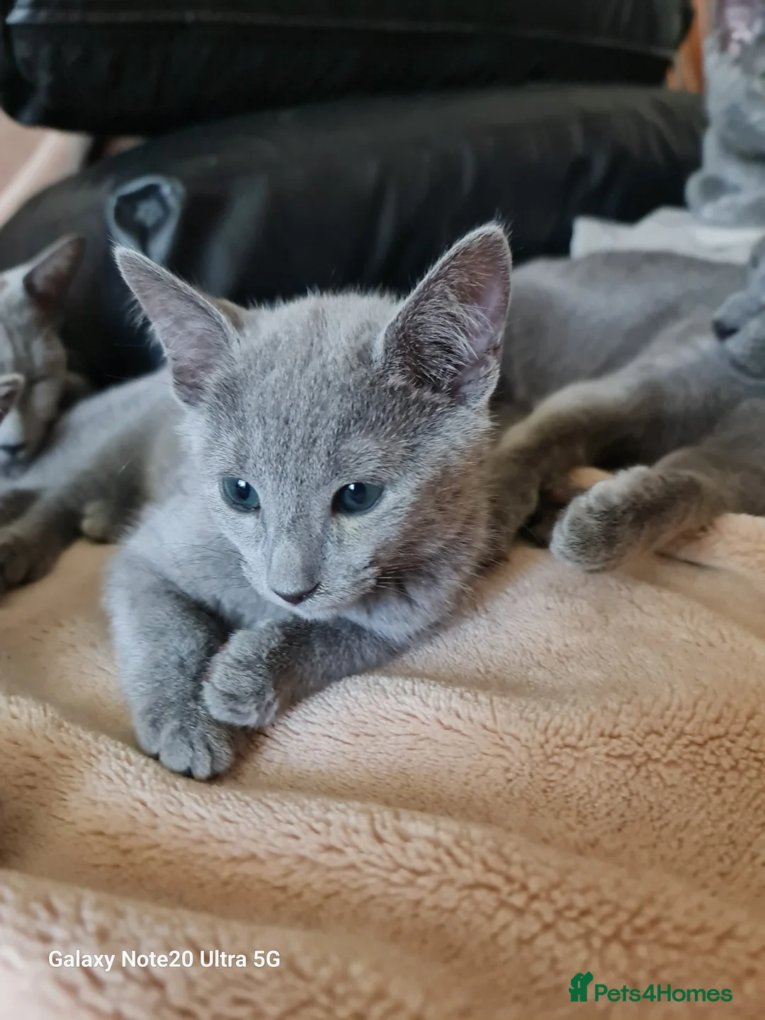 Russian Blue cats for sale: Stunning Russian Blue kittens-pure Pedigree - Advert 10