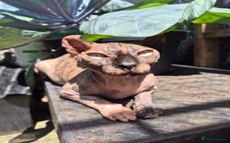 Sphynx cats for sale: Loving and cheeky sphynx girl ready now in Rochdale - Image 1