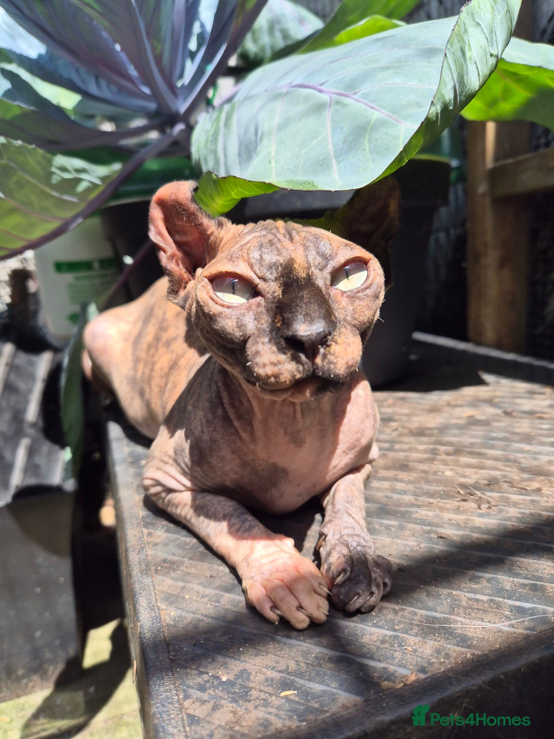 Sphynx cats for sale: Loving and cheeky sphynx girl ready now in Rochdale - Image 1