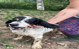 English Setter dogs for adoption: Rayo  - Image 2