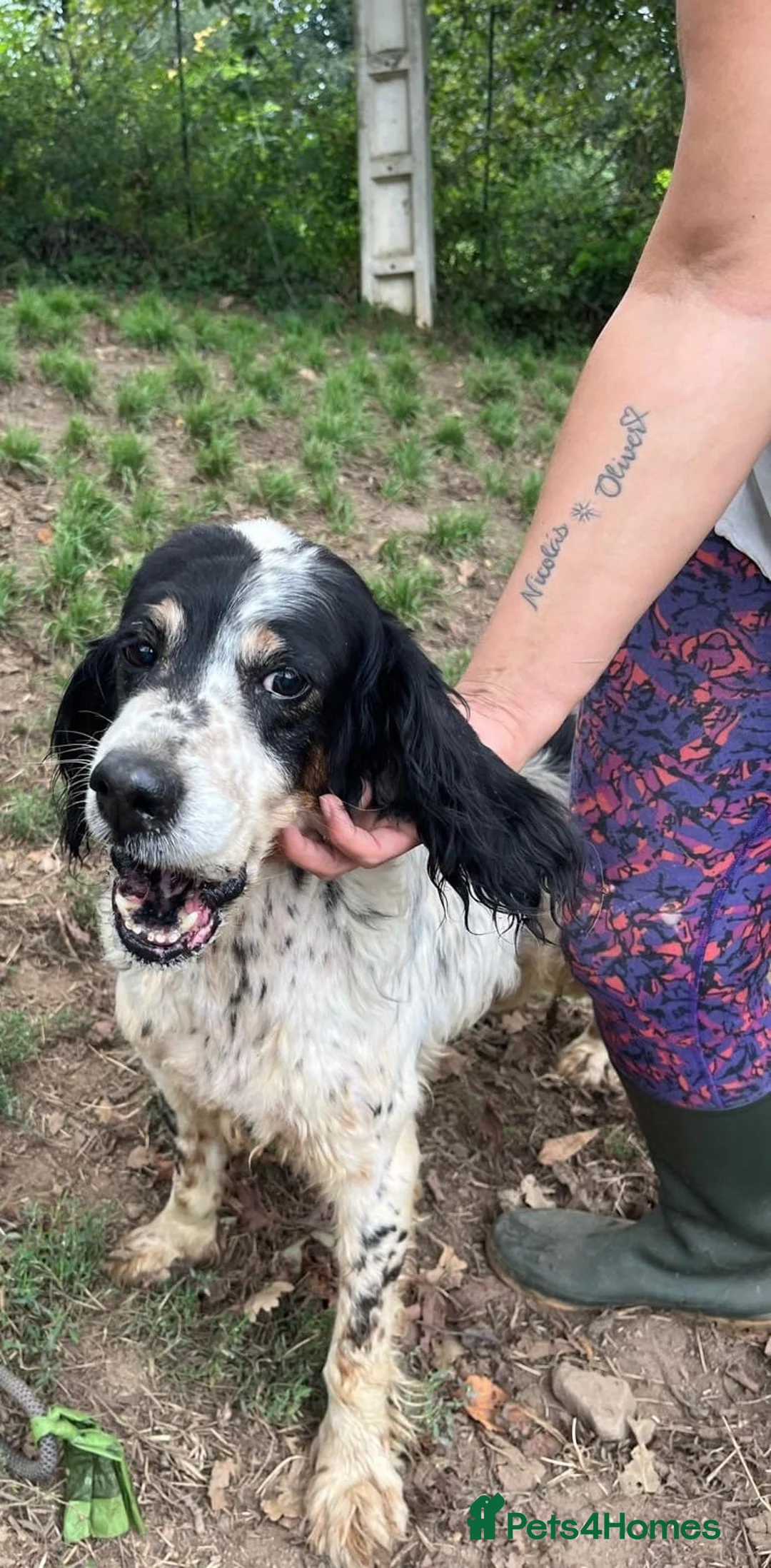 English Setter dogs for adoption: Rayo  in Rochester - Advert 2
