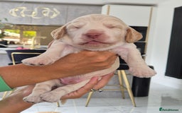 Cockapoo dogs for sale: Absolutely beautiful F1 Cockapoos  - Image 3