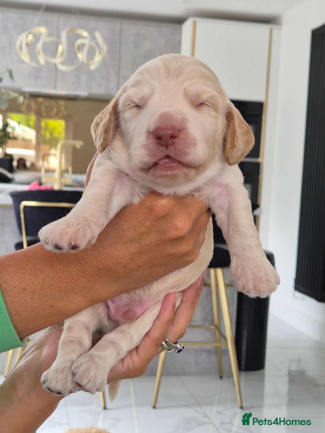 Cockapoo dogs for sale: Absolutely beautiful F1 Cockapoos  - Image 3
