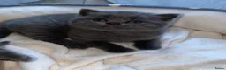British Shorthair cats for sale: Beautiful British Shorthair Kittens  - Advert 16