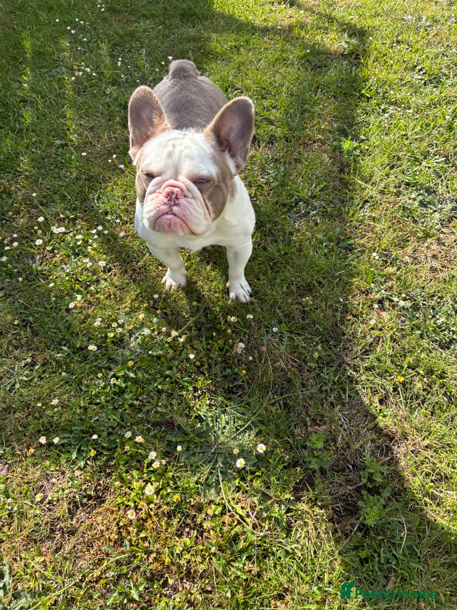 French Bulldog dogs for sale: Beautiful French bulldog  in Reading - Advert 4