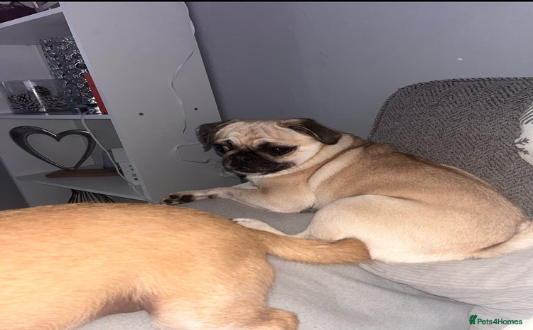 Pug dogs - Advert 3