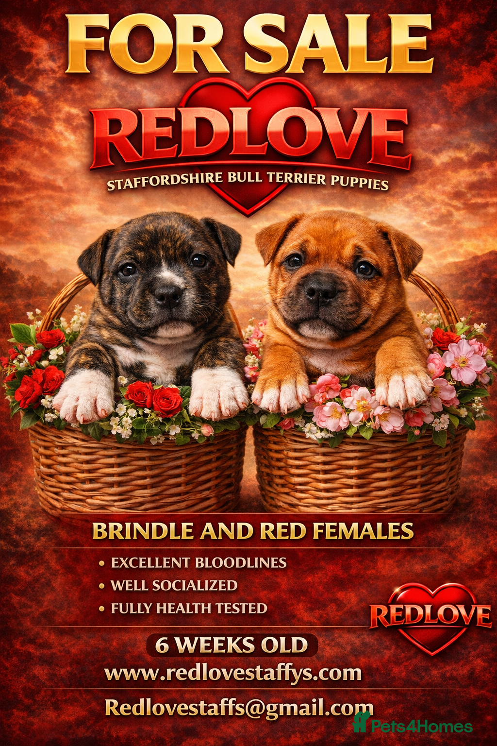 Staffordshire Bull Terrier dogs 🥨THE GOLDILOCKS LITTER 🥨 - Advert 1