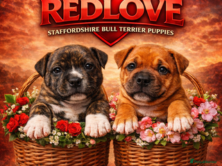Staffordshire Bull Terrier dogs 🥨THE GOLDILOCKS LITTER 🥨 - Advert 1