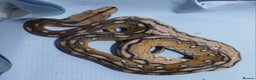 Python Snake reptiles for sale: Malayan Python , Motley female - Advert 4