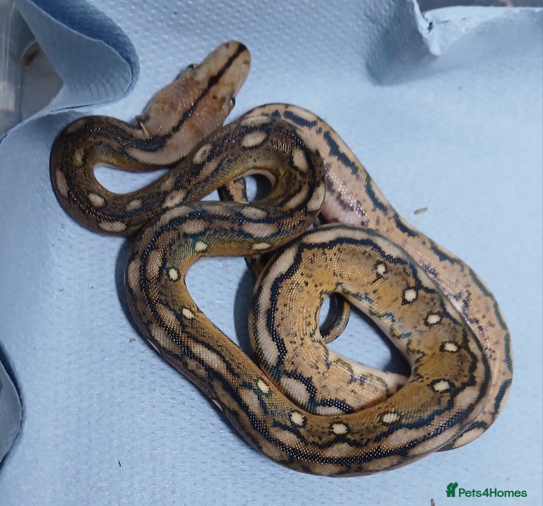 Python Snake reptiles for sale: Malayan Python , Motley female - Advert 4