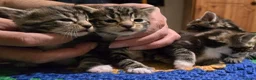 Bengal cats for sale: Beautiful Bengal Kittens For Sale  - Advert 4