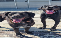 Labrador Retriever dogs for adoption: Cindy - over 2000 days in rescue - Image 3