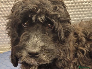 Cockapoo dogs 1 Stunning Black Girls F1 Show type cockapoos - Advert 15