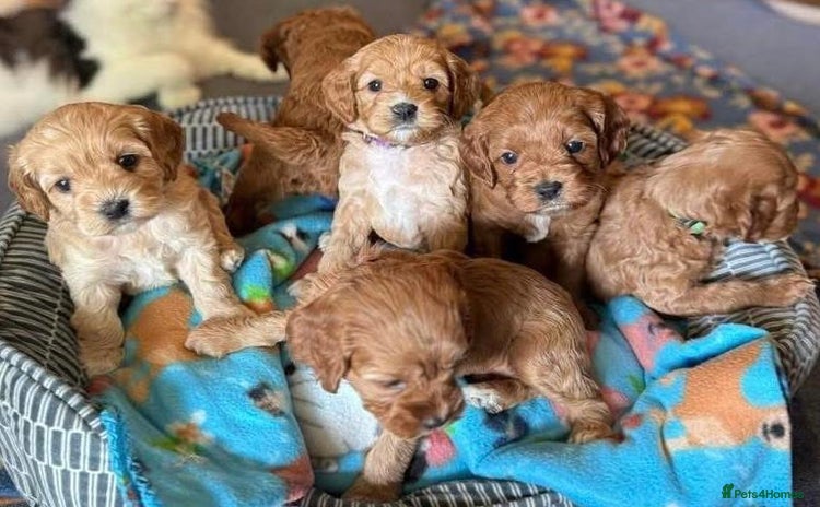 Cavapoo dogs Cavapoo puppies  - Advert 1