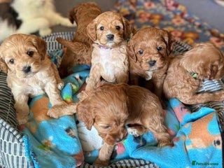 Cavapoo dogs for sale: Cavapoo puppies - Advert 1