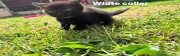 Mixed Breed cats for sale: 3 gorgeous boys  in Doncaster - Advert 4