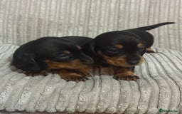Dachshund dogs for sale: dachshund puppies  - Image 4