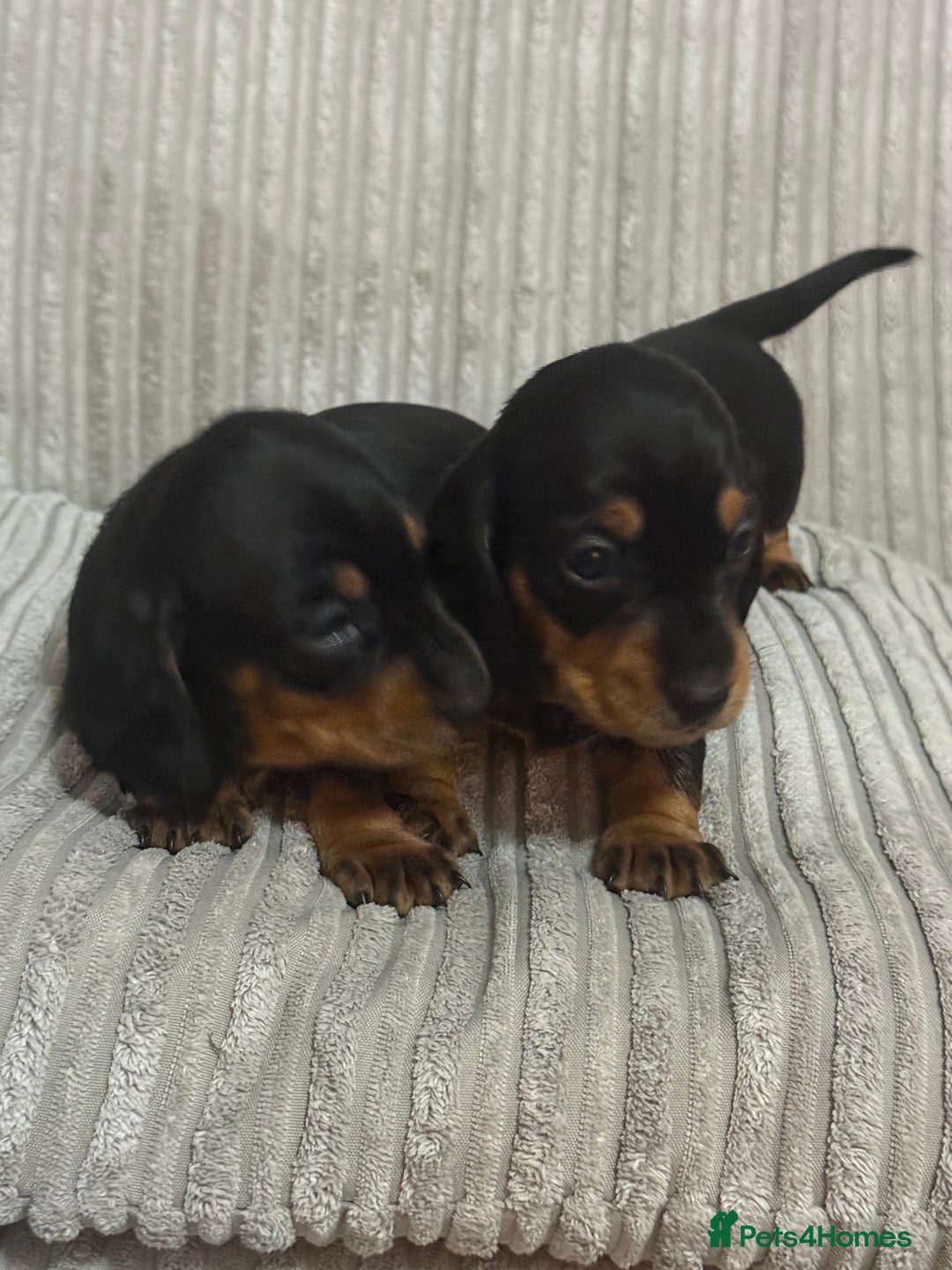 Dachshund dogs for sale: dachshund puppies  - Image 4