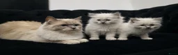 Ragdoll cats for sale: 😻 Beautiful TICA Registered Pedigree Kittens ! 🩵 - Advert 21