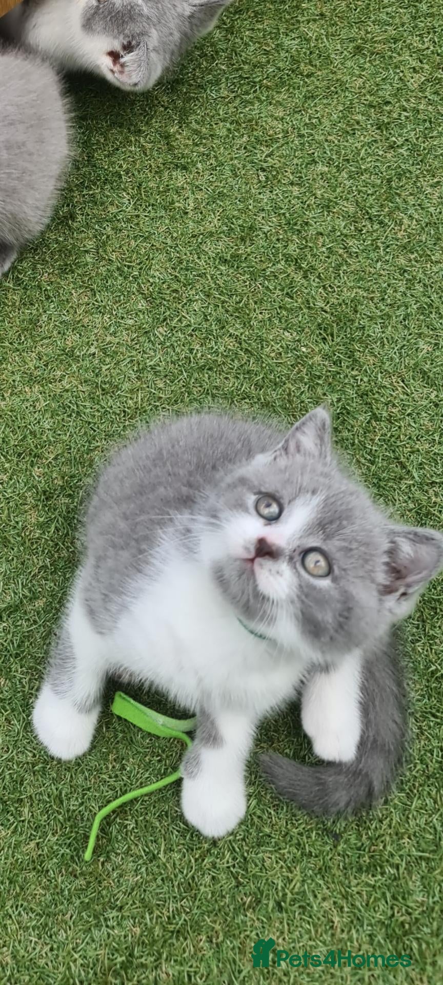 British Shorthair cats 💙 Last kitten**READY NOW** British shorthair** - Advert 11