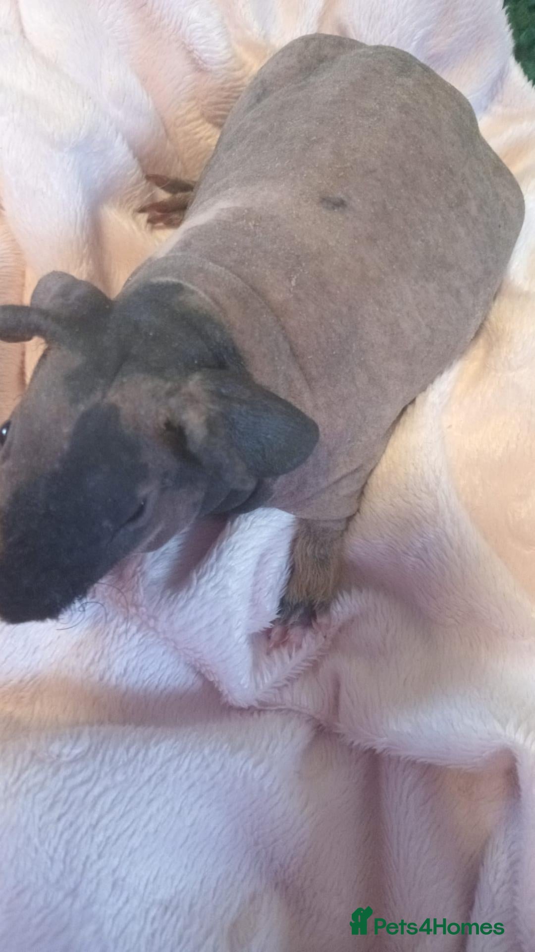 Guinea Pig rodents for sale: Gorgeous Skinny pigs girl for sale! - Advert 14