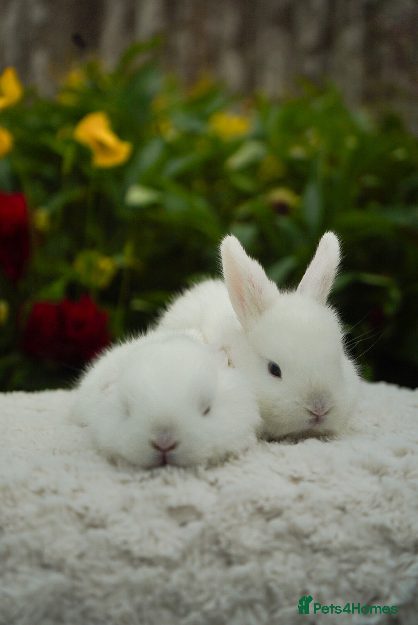 Mixed Breed rabbits for sale: Gen 1 plushy’s (mini Rex x mini lop) - Advert 2