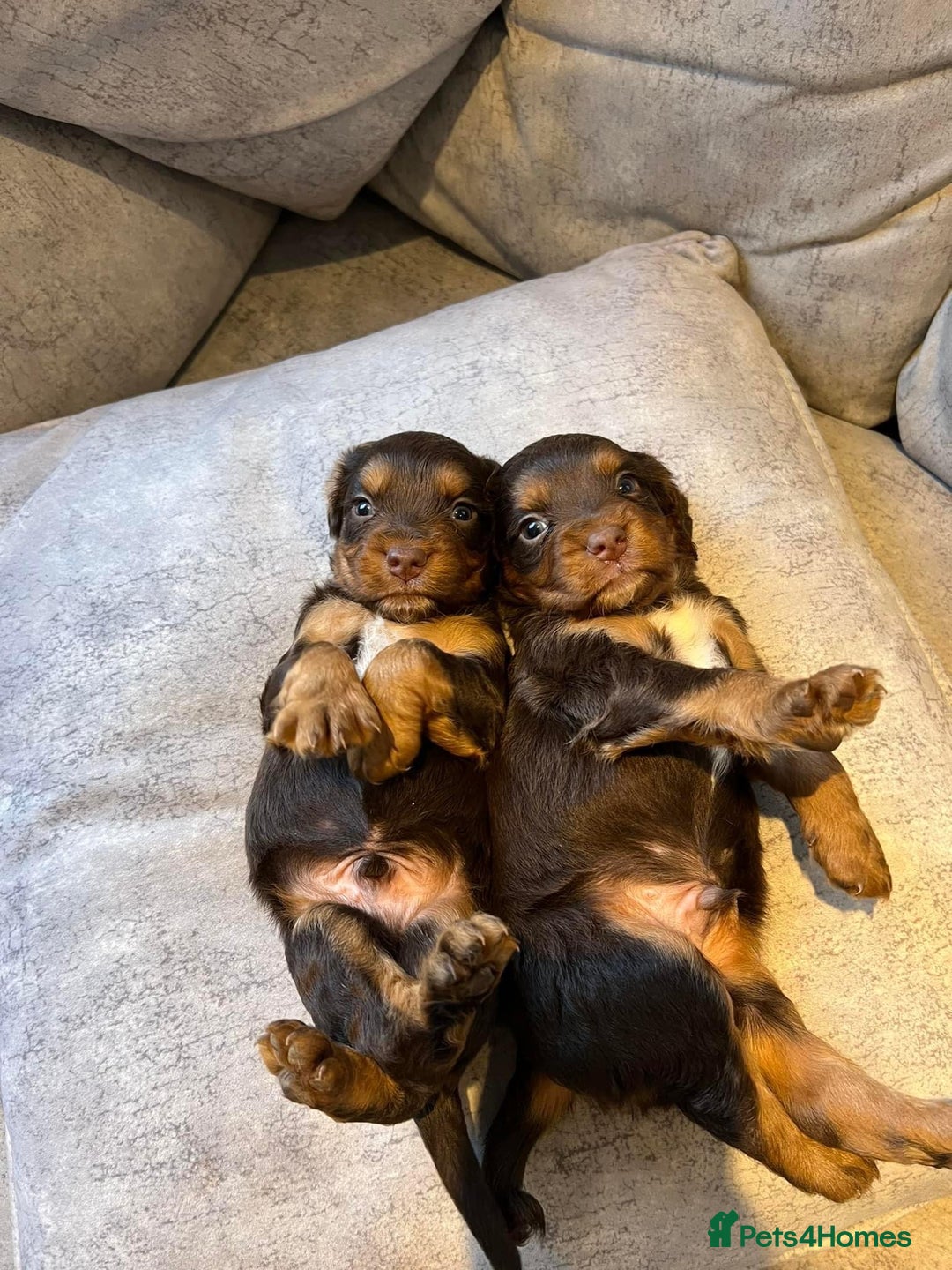 Cocker Spaniel dogs for stud: 🔥WORKING CHOC ROAN COCKER STUD 🔥 in Gateshead - Advert 9