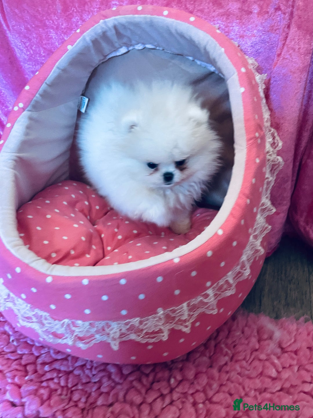 Pomeranian dogs for sale: Stunning teddybear face Boys Ready🌟 - Advert 22