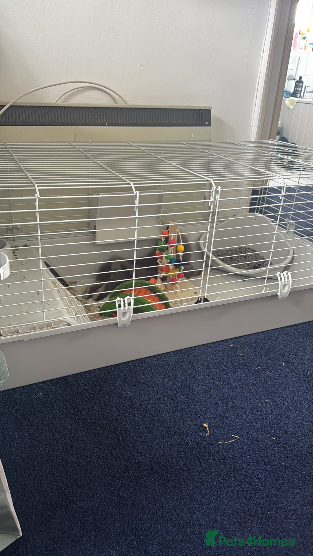 Lionhead rabbits for sale: Lionhead Rabbit with Cage and Accessories - Image 5