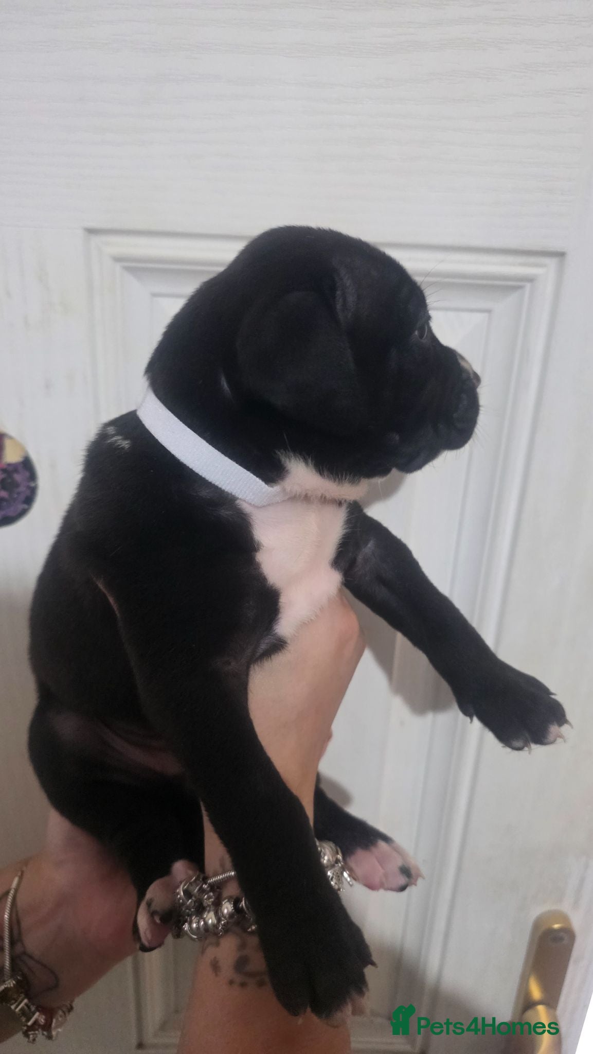Mixed Breed dogs for sale: Pressa canario/American bulldog pups, - Advert 1