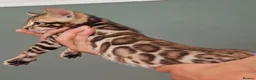 Bengal cats for sale: luxurious bengals - Advert 21