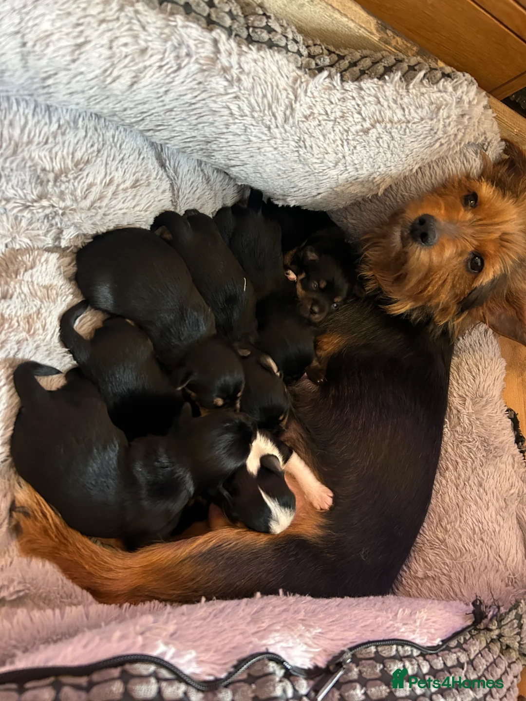 Chorkie dogs for sale: Small breed Chorkie puppies - Advert 1