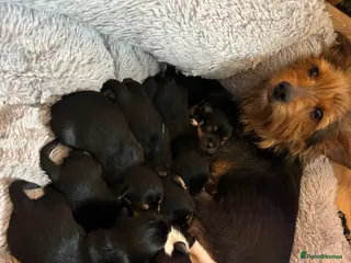 Chorkie dogs Small breed Chorkie puppies - Advert 1