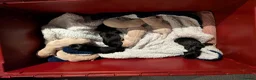 Labrador Retriever dogs for sale: Seven Week old Labrador Pups in Aberdeen - Advert 5