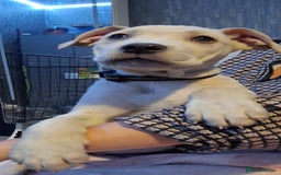 Cane Corso dogs for sale: Beautiful rear straw/white cane corso puppies. - Image 5